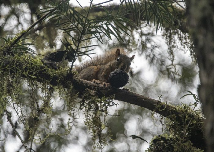 Reserva Nacional El Nogalar de Los Toldos