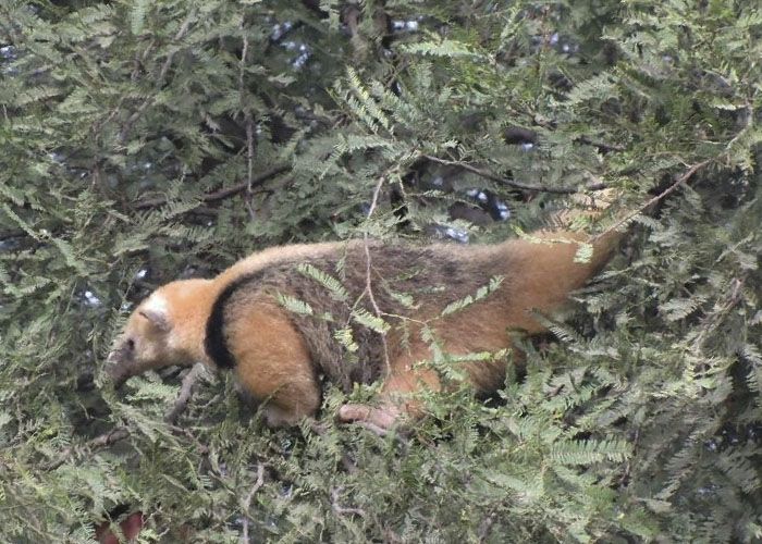 Reserva Nacional Pizarro