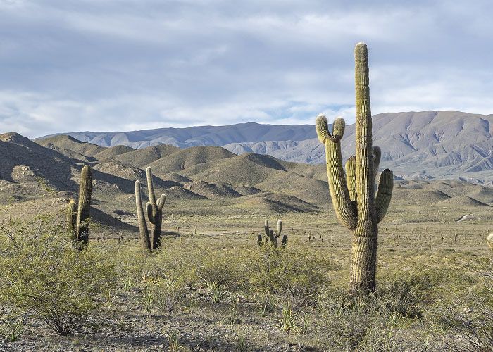 Parque Nacional Los Cardones
