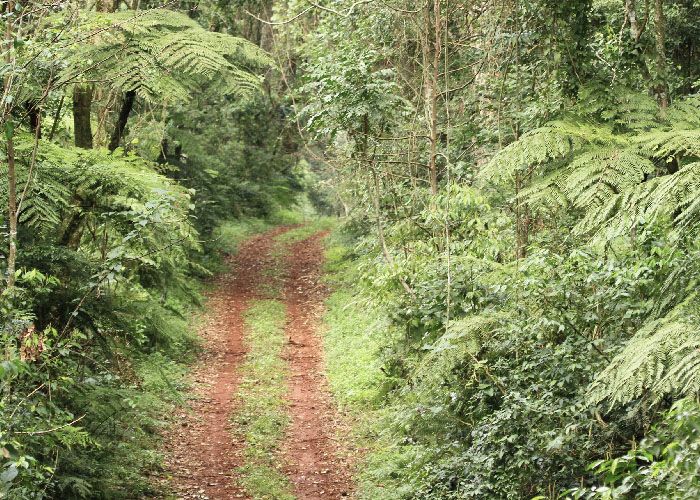 Reserva Natural Estricta San Antonio