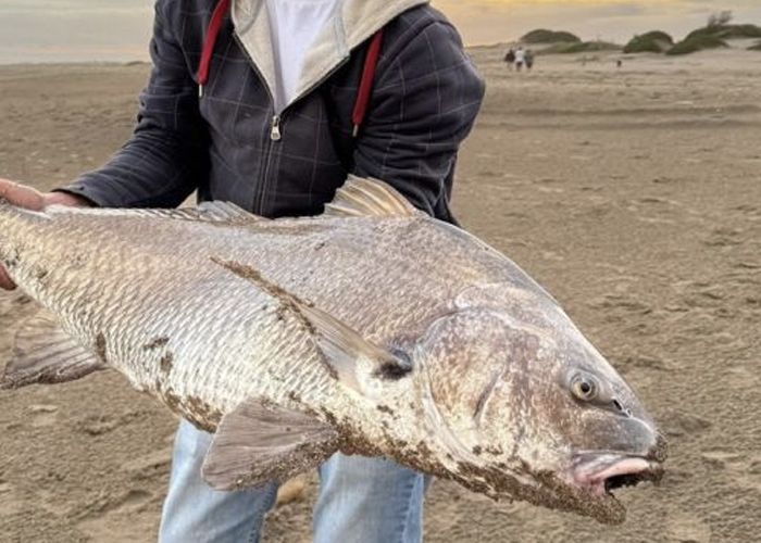 Las grandes corvinas negras ya est�n con nosotros