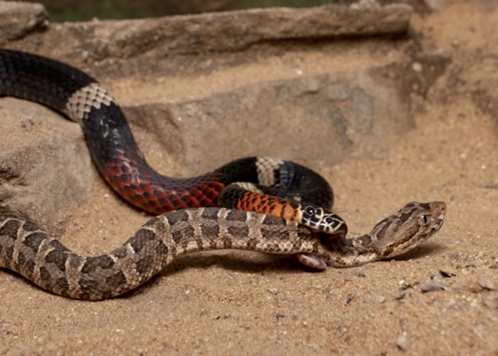 Serpentario Machaqway