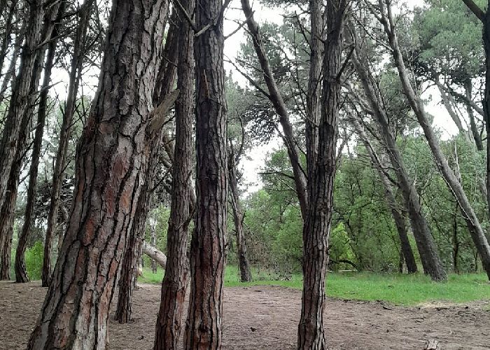 Visita Bosque Energ�tico - Qu� hacer en Miramar