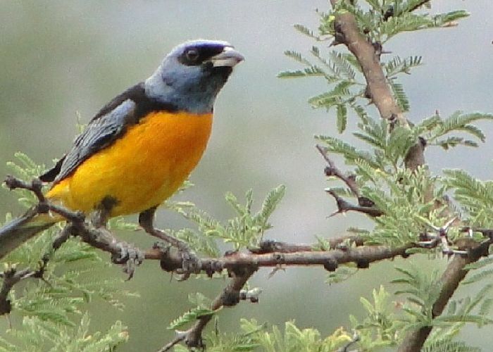 Avistaje de aves - Qu� hacer en Villa Carlos Paz
