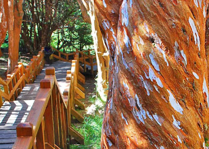 Bosque de Arrayanes - Qu� hacer en Villa la Angostura