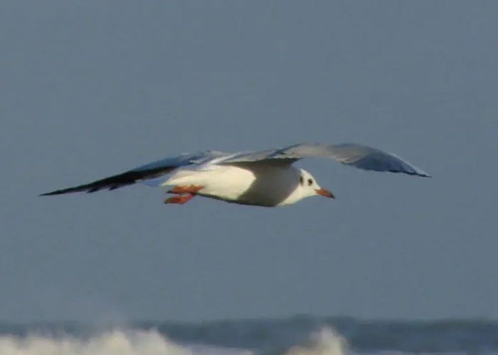 Avistaje de aves en Punta Rasa - Qu� hacer en Costa del Este