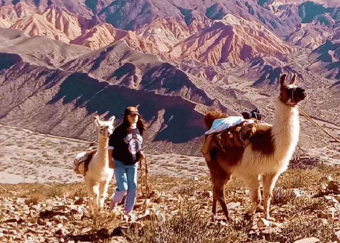 Caravana de Llamas - Qu� hacer en Tilcara