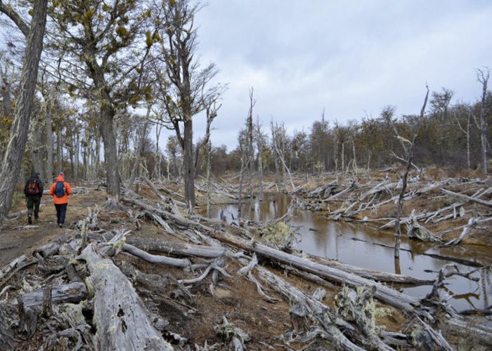 Senderismo y Trekking  - Qu� hacer en Tolhuin