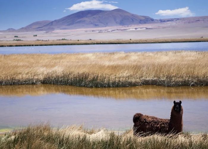 Antofagasta de las Sierras - Qu� hacer en Bel�n