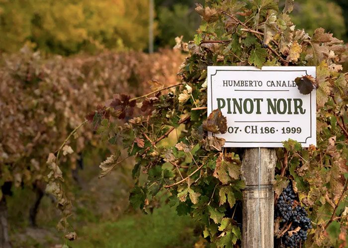 Bodega Humberto Canale - Qu� hacer en General Roca