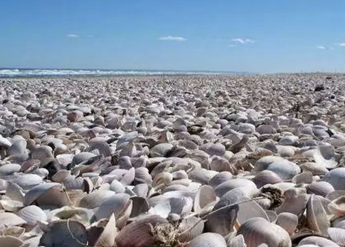 El Caracolero - Qu� hacer en Reta, Balneario