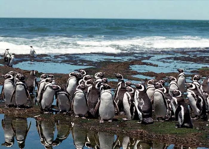 Punta Tombo - Qu� hacer en Puerto Madryn