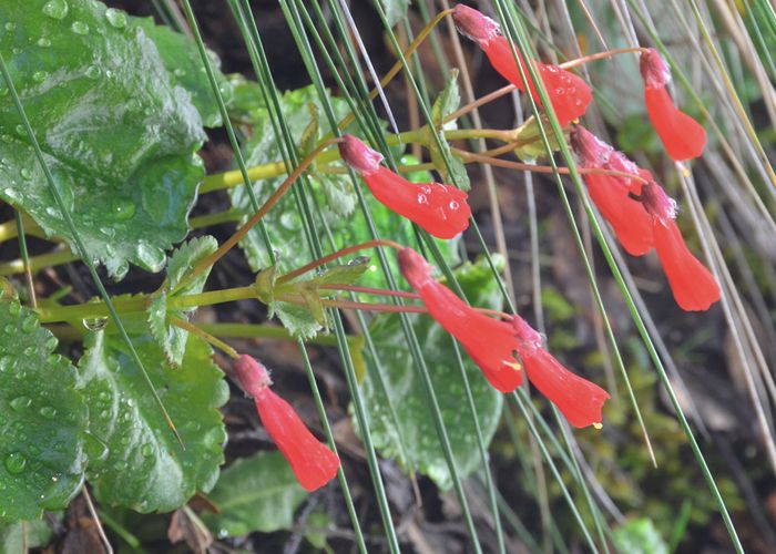 Avistaje de Flora - Qu� hacer en Alumin�