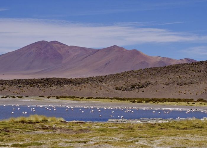 Reserva Nacional Los Flamencos - Qu� hacer en San Pedro de Atacama