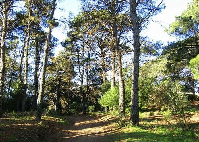 Paseo del Pinar - Qu� hacer en Monte Hermoso