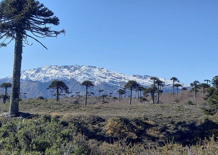 Sendero Captr�n-Pastos blancos - Qu� hacer en Curacaut�n
