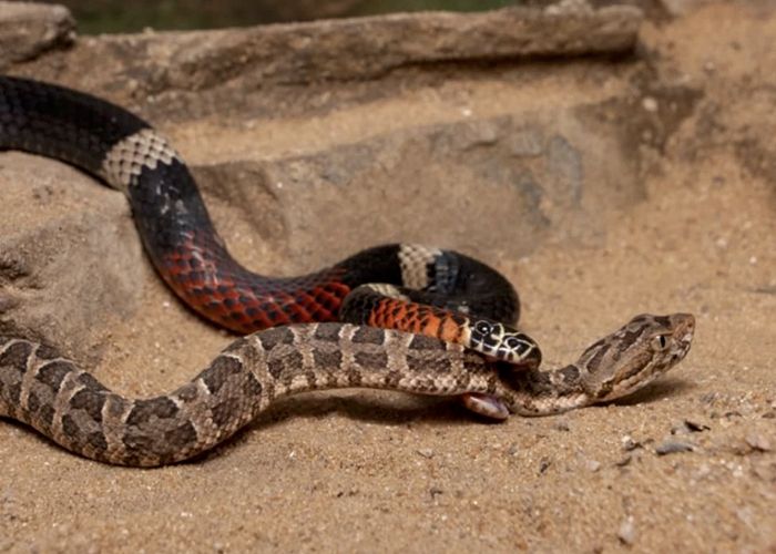 Serpentario Machaqway - Qu� hacer en Villa de las Rosas