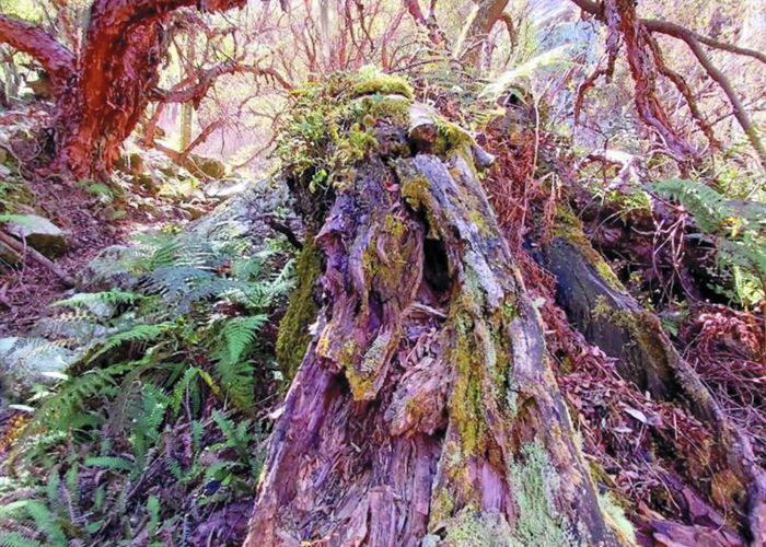 Recorrer Bosque el Hueco - Qu� hacer en Villa de las Rosas