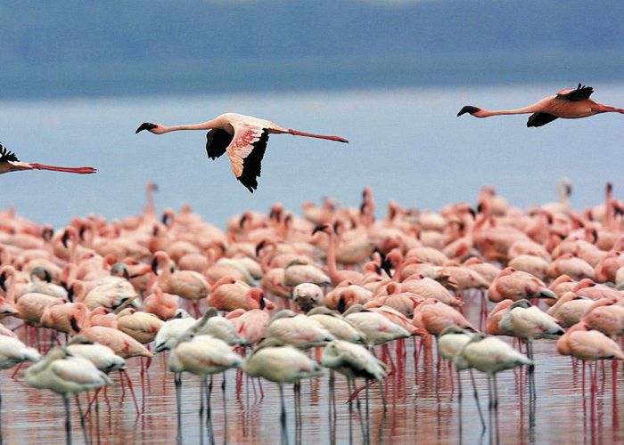 Laguna de Llancanelo - Qu� hacer en Malarg�e