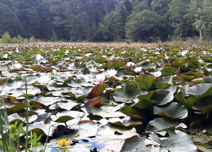 Parque Saval - Qu� hacer en Valdivia