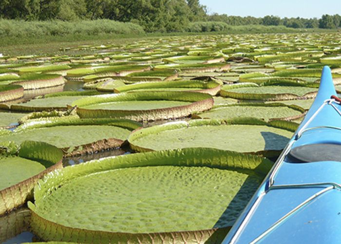 Los Humedales del Paran� - Qu� hacer en Paran�