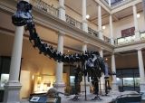 Museo de Ciencias Naturales de La Plata. Que hacer en La Plata