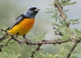 Avistaje de aves. Que hacer en Villa Carlos Paz