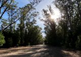 Visitar el Vivero Dunícola. Que hacer en Claromecó