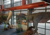 Museo Patagónico de Ciencias Naturales Juan Carlos Salgado. Que hacer en General Roca