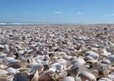 El Caracolero. Que hacer en Reta, Balneario