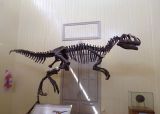 Museo Jacobacci. Que hacer en San Antonio Oeste
