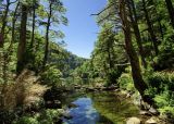 Parque Nacional Huerquehue. Que hacer en Pucón
