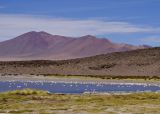 Reserva Nacional Los Flamencos. Que hacer en San Pedro de Atacama