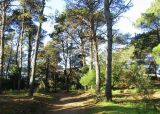 Paseo del Pinar. Que hacer en Monte Hermoso