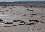 Reserva Natural Pehuen-Có. Que hacer en Monte Hermoso