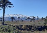 Sendero Captrén-Pastos blancos. Que hacer en Curacautín