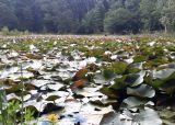 Parque Saval. Que hacer en Valdivia