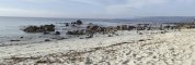 Algarrobo