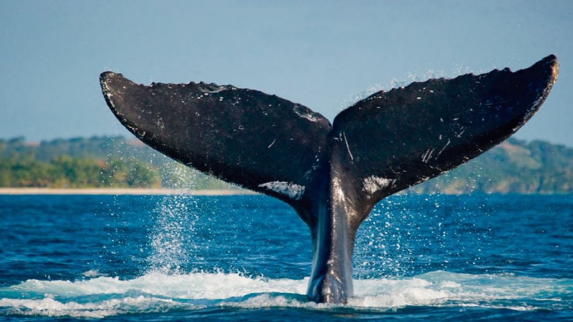 Puerto Madryn Chubut