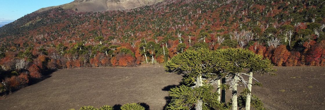 Malalcahuello Regi�n de La Araucan�a